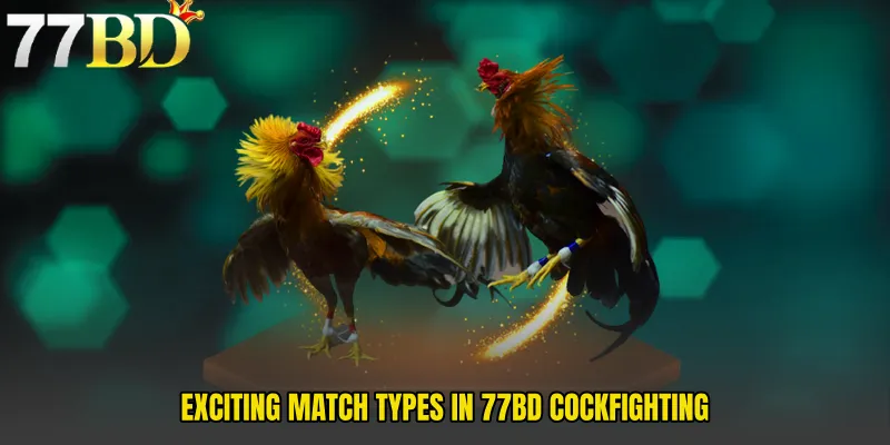 Exciting Match Types In 77BD Cockfighting
