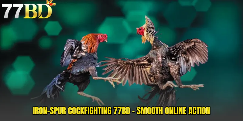 Iron-Spur Cockfighting 77BD - Smooth Online Action