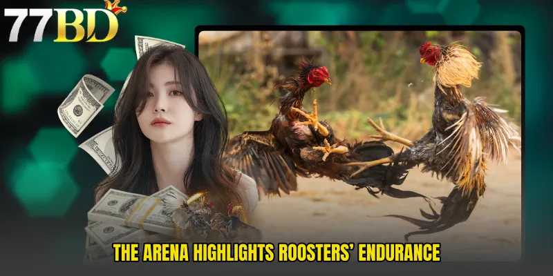 The Arena Highlights Roosters’ Endurance