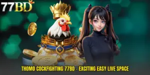 Thomo Cockfighting 77BD - Exciting Easy Live Space