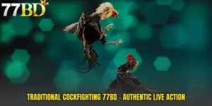 Traditional Cockfighting 77BD - Authentic Live Action