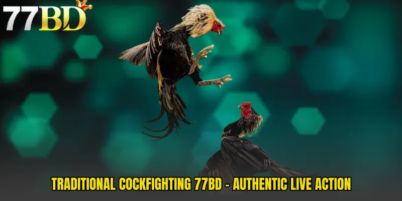 Traditional Cockfighting 77BD - Authentic Live Action